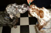 Dodger & Heater licking a spoon